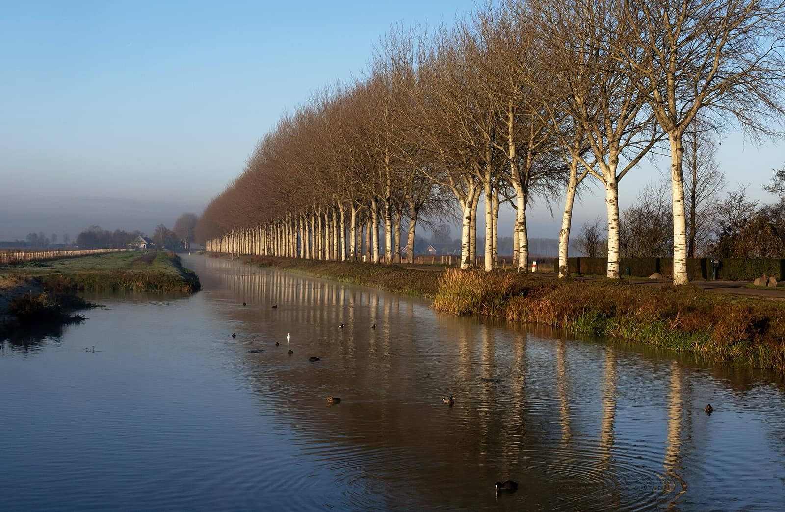Gelreman: poplar-lined linge waterway near elst (race area scenery)
