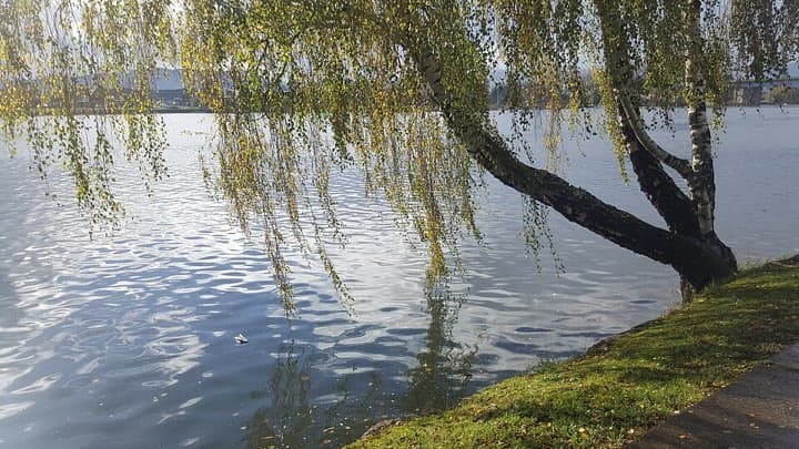 IRONMAN Valdivia: calle-calle river, valdivia (swim venue)