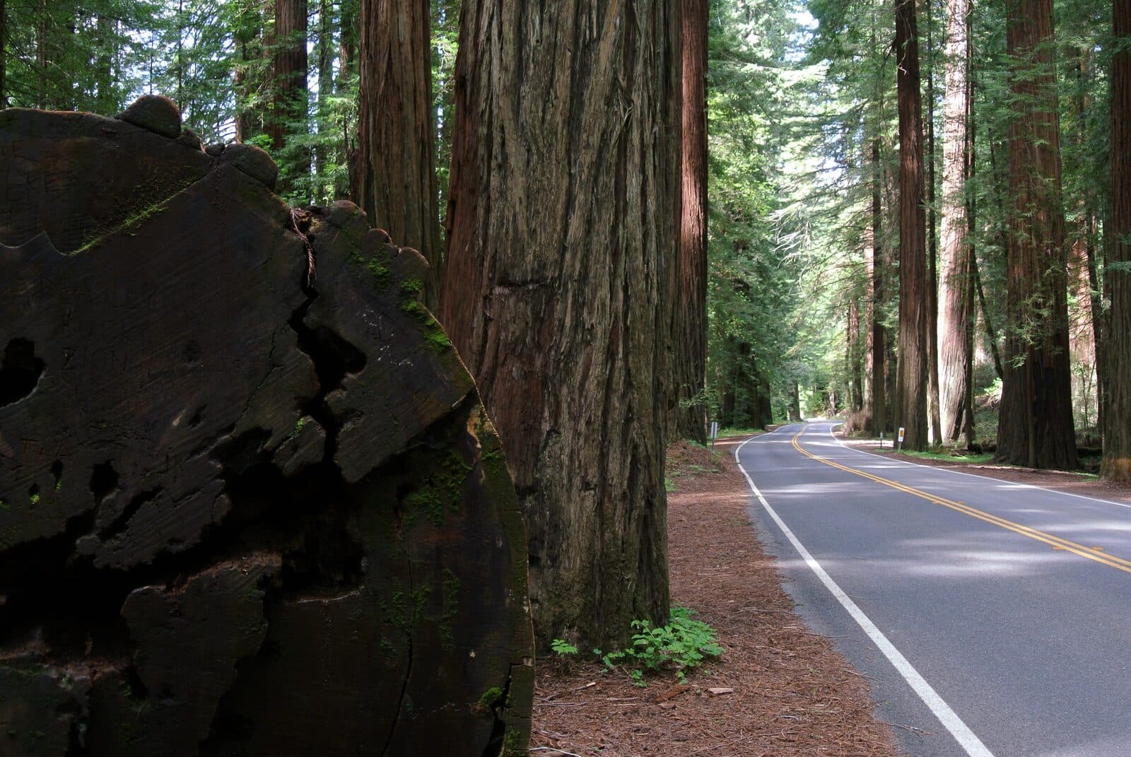 Avenue of the Giants Marathon & Half Marathon: avenue of the giants (ca 254) through humboldt redwoods state park