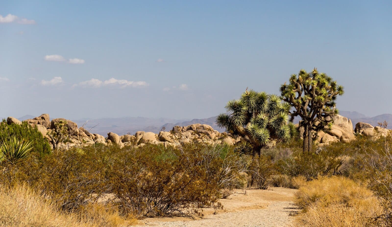 Joshua Tree Half Marathon: joshua tree national park, california