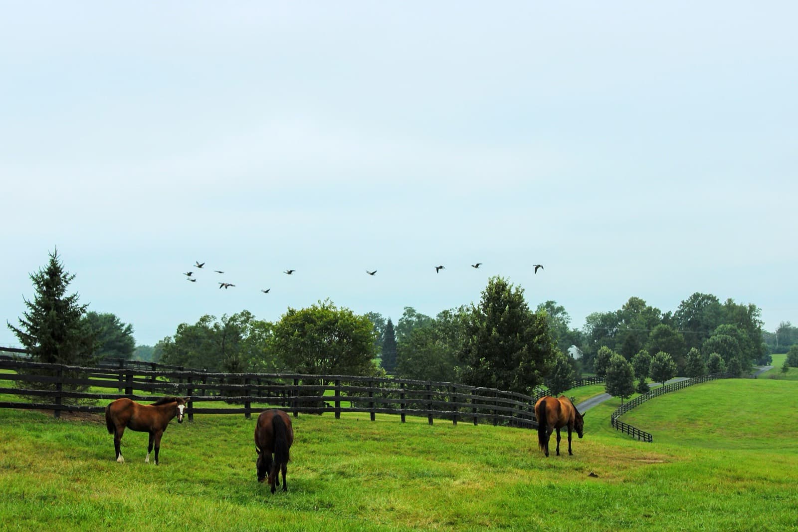 Horse Capital Marathon: horses grazing behind black fences on a lexington horse farm
