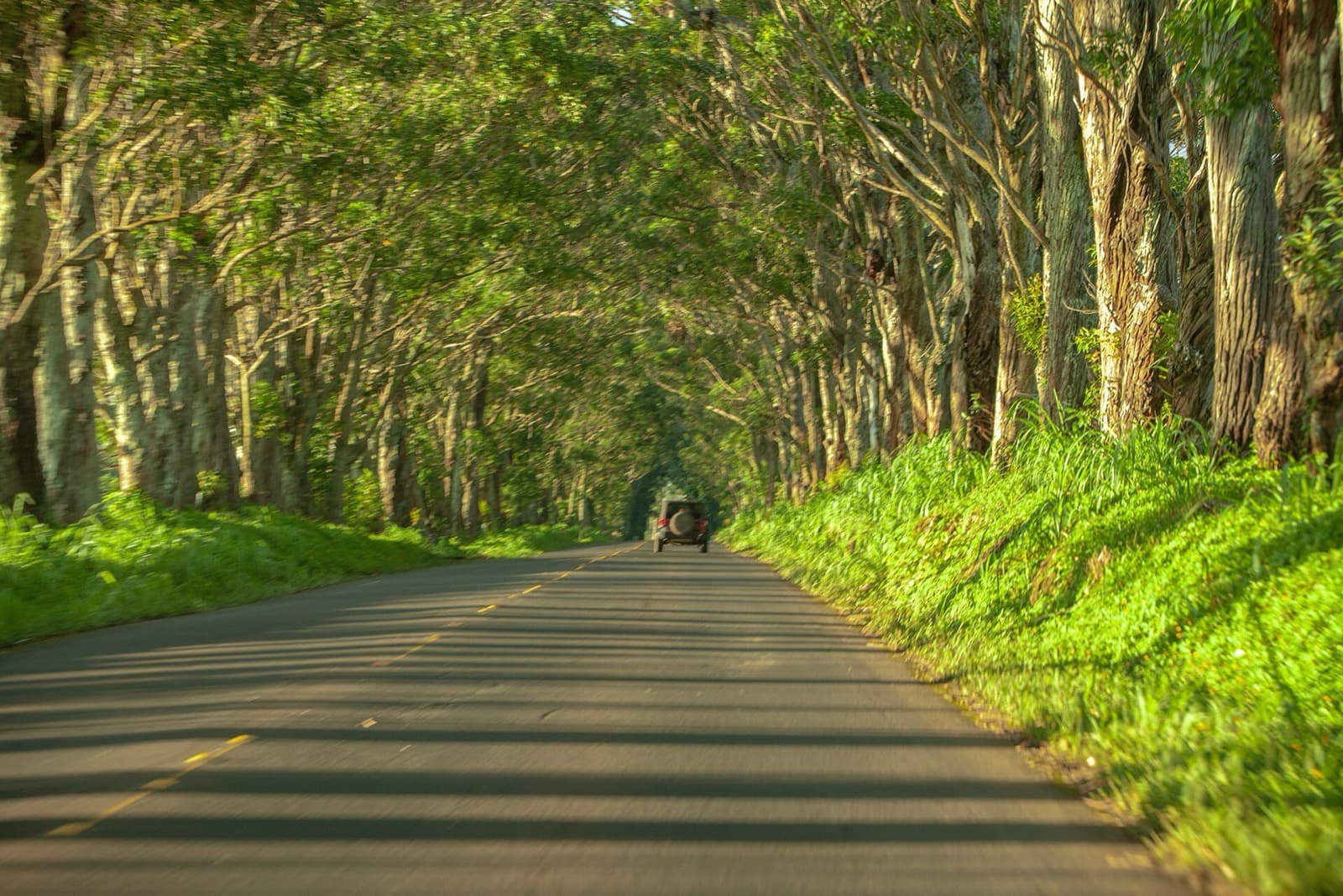 Kauai Marathon: tree tunnel on maluhia road, koloa, on the marathon course