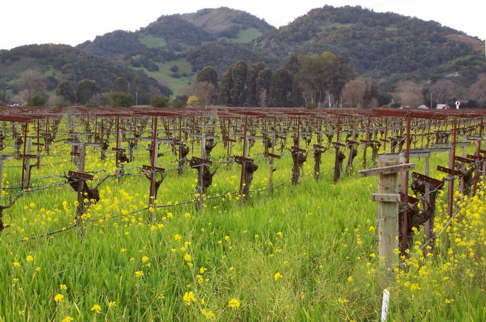 Napa Valley Marathon: mustard blooming between vines, napa valley in spring