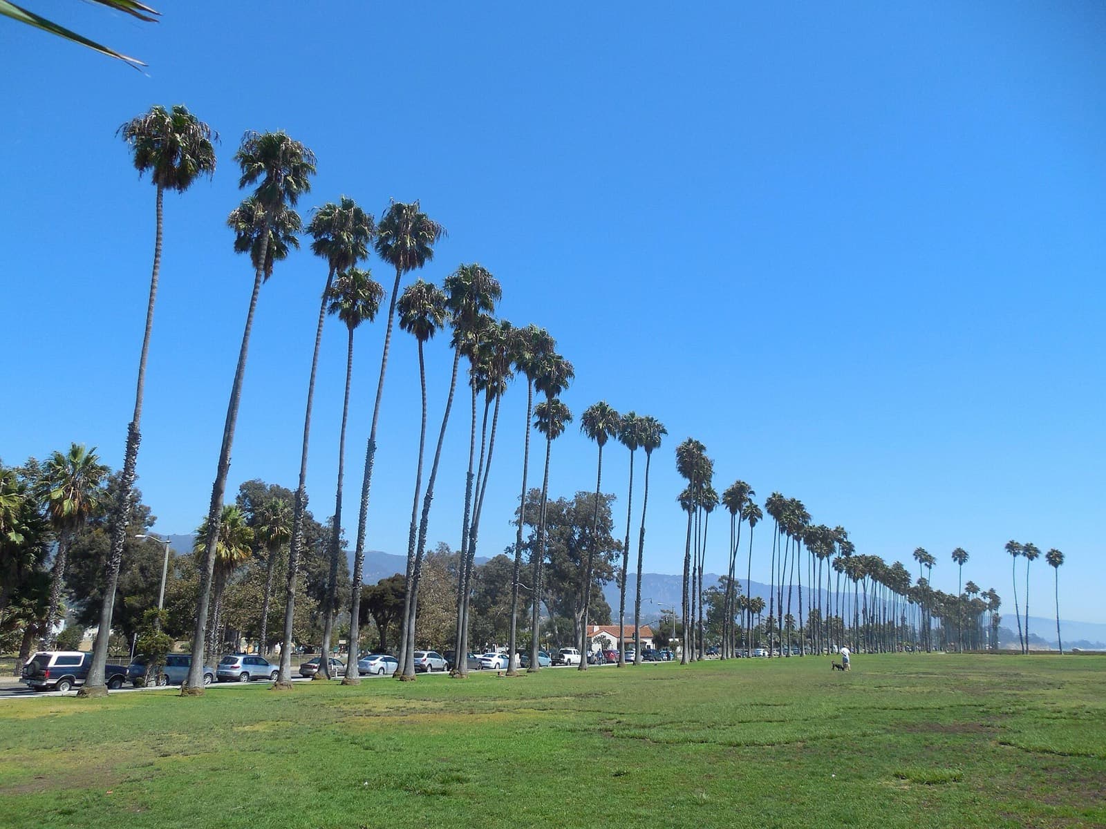 Santa Barbara Triathlon & Beach Festival: palm-lined lawn at east beach park, santa barbara, beside the race venue