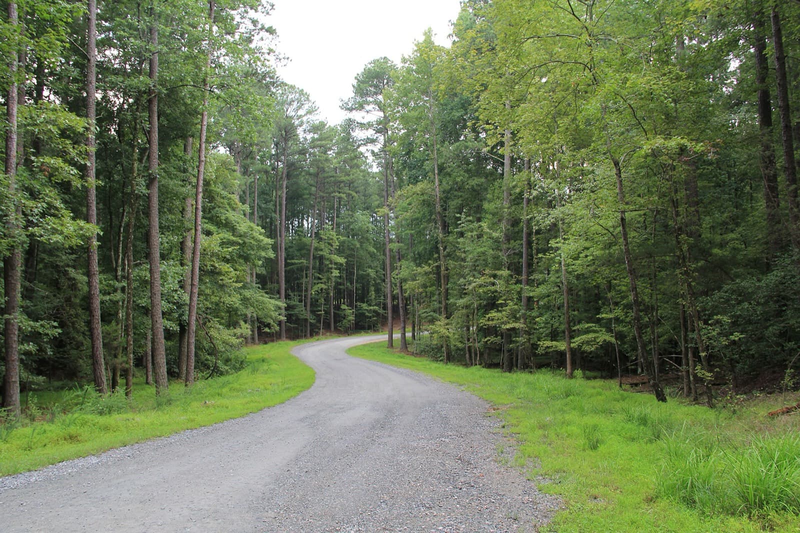 Umstead 100 Mile Endurance Run: gravel road through pine forest, william b. umstead state park