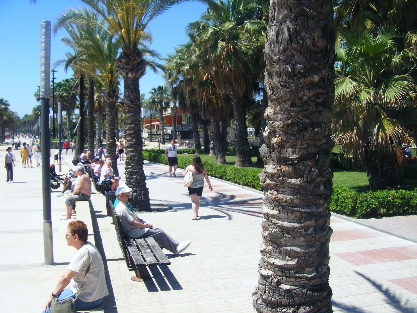 Challenge Salou-Costa Daurada (Middle Distance): salou palm-lined beachfront promenade (run course type)