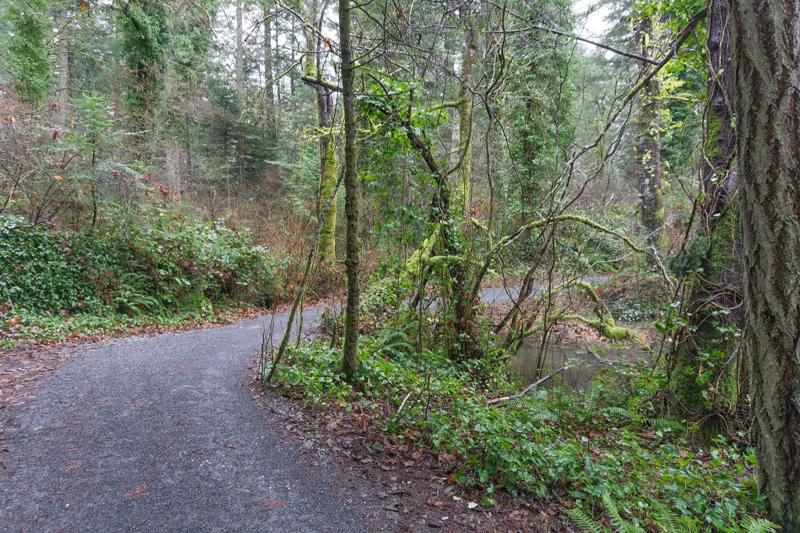 IRONMAN 70.3 Victoria: gravel trail through forest at elk lake (run course type)
