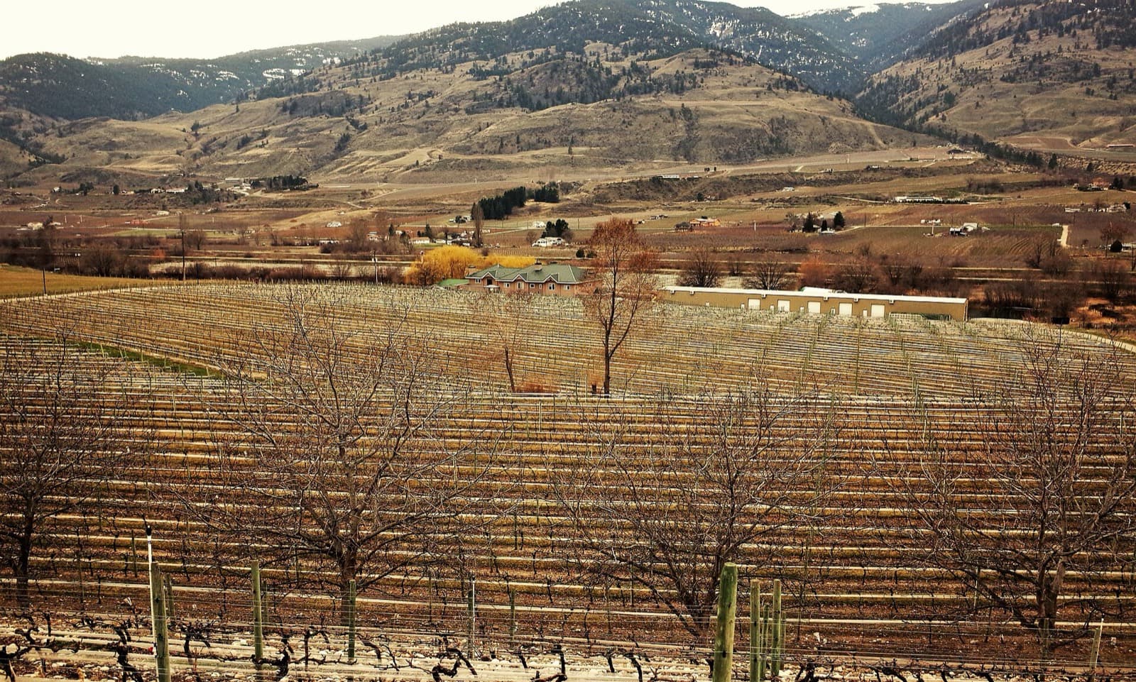 Oliver Half Iron (Oliver Triathlon Weekend): vineyards above oliver, south okanagan