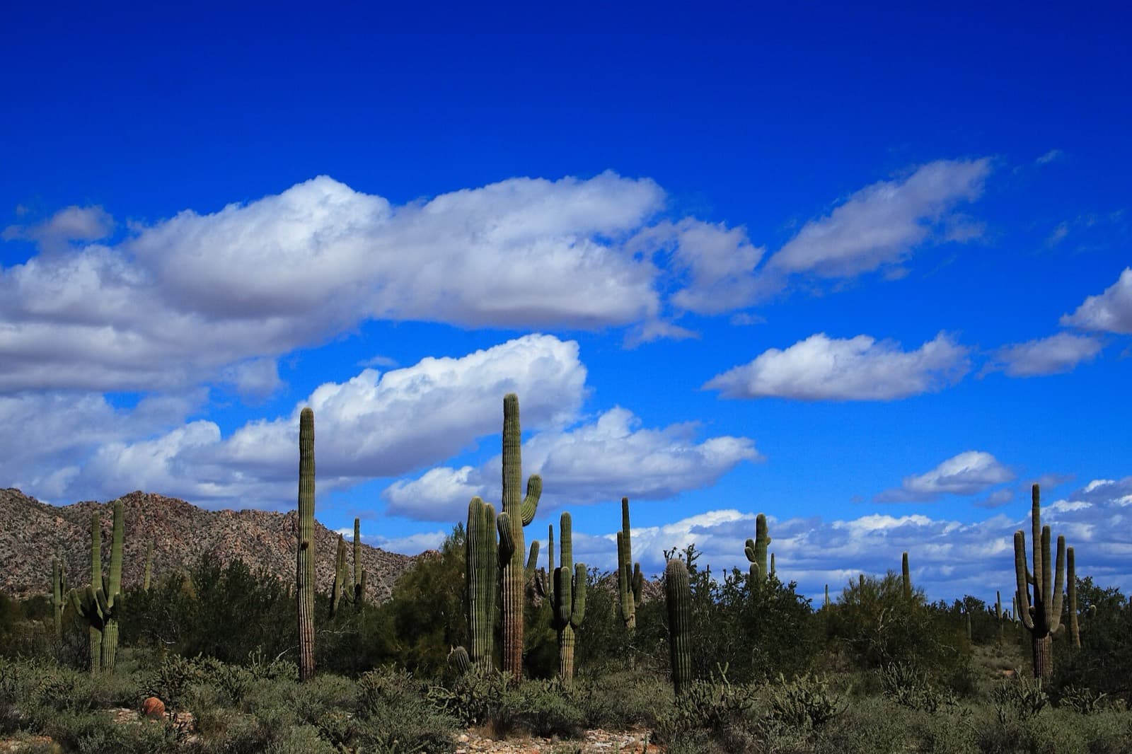 The Buckeye Marathon (Race to the Runway): saguaro desert with the white tank mountains behind, the landscape the course loops around