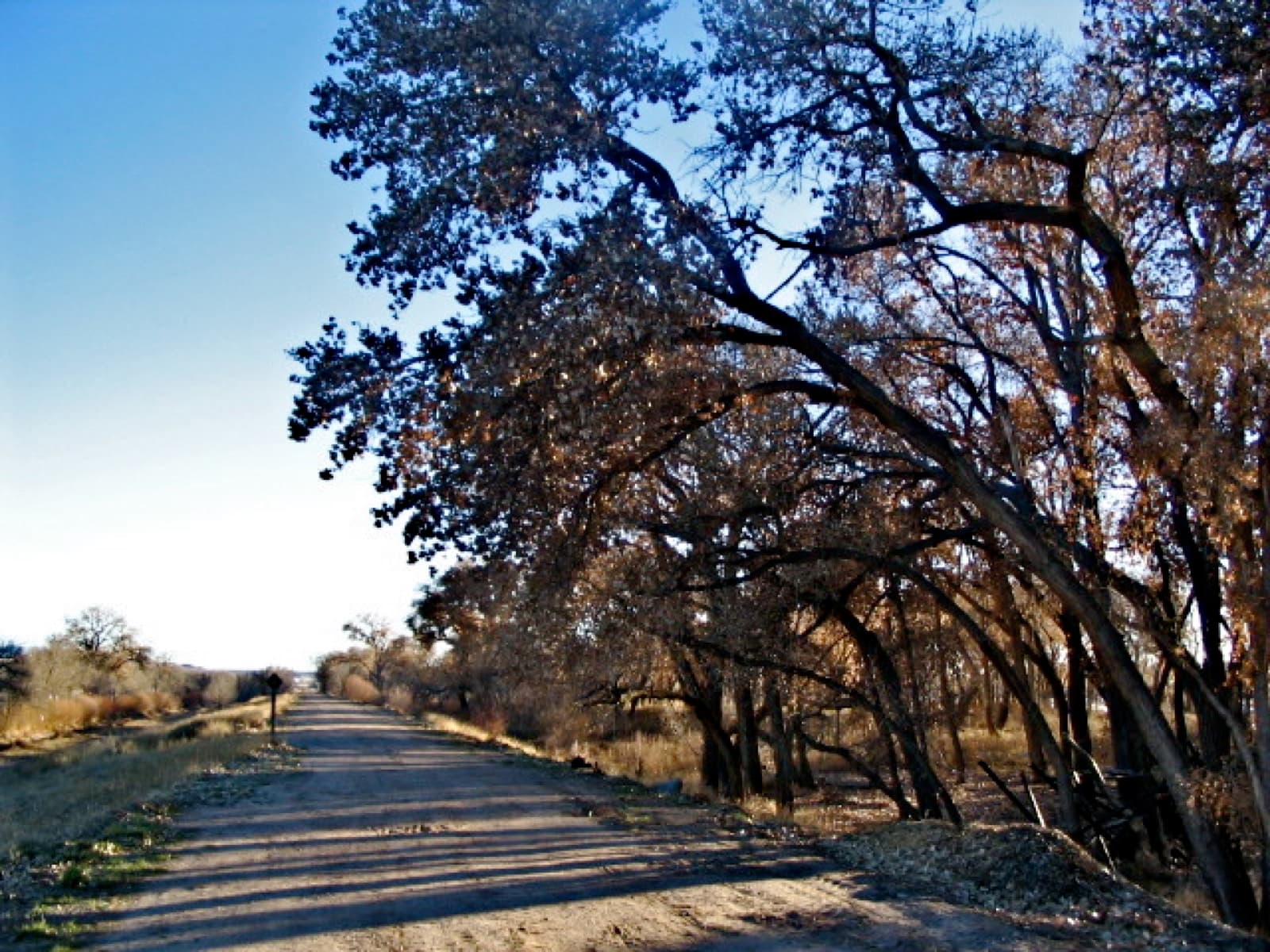 Duke City Marathon: paseo del bosque trail beside the rio grande, the course's main route