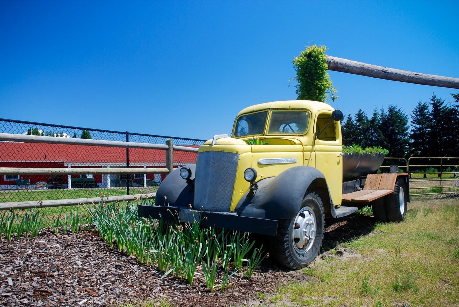 Foot Traffic Flat Marathon: vintage truck planter at the pumpkin patch farm, the race venue on sauvie island