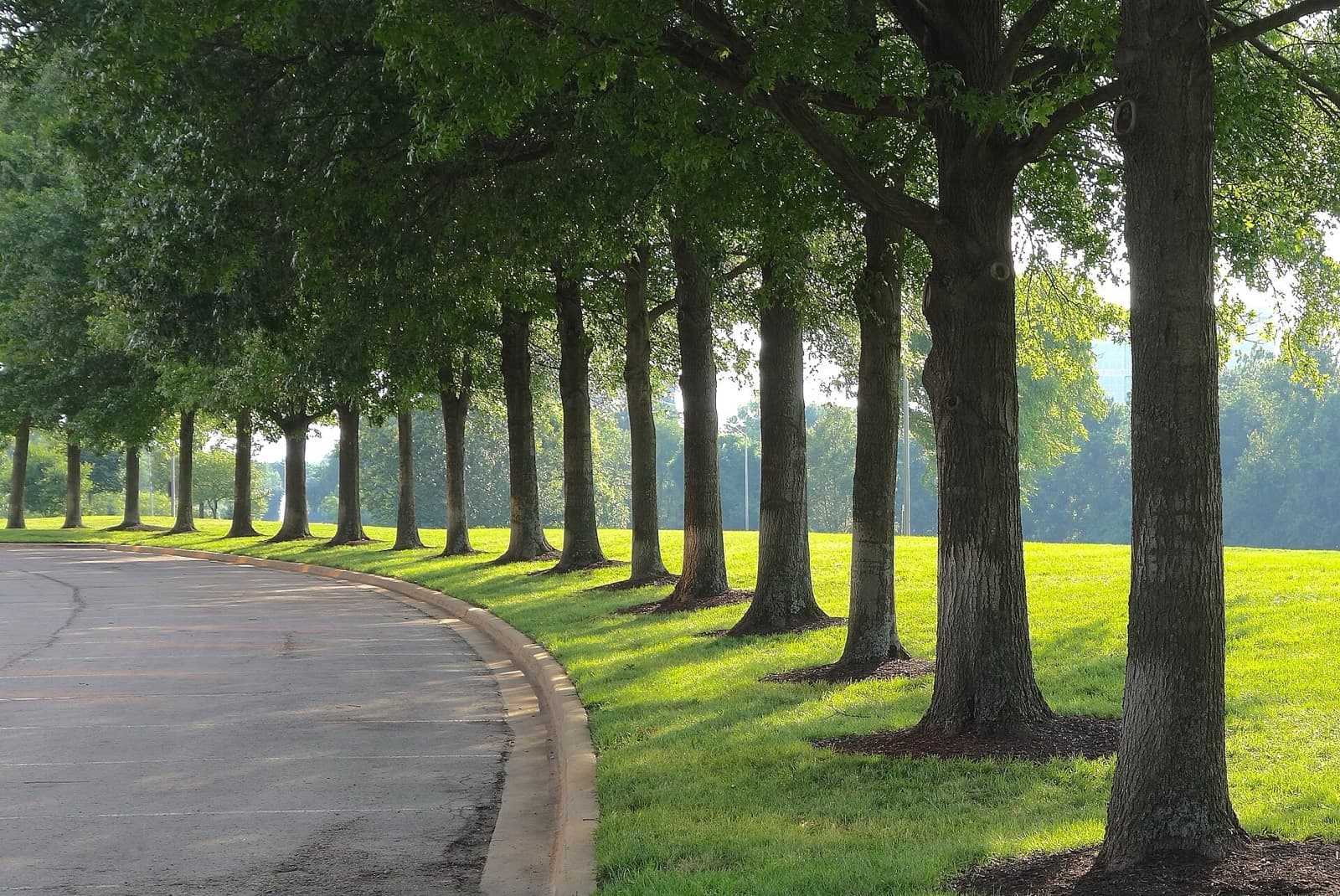 Gobbler Grind Marathon: tree-lined road in corporate woods, overland park