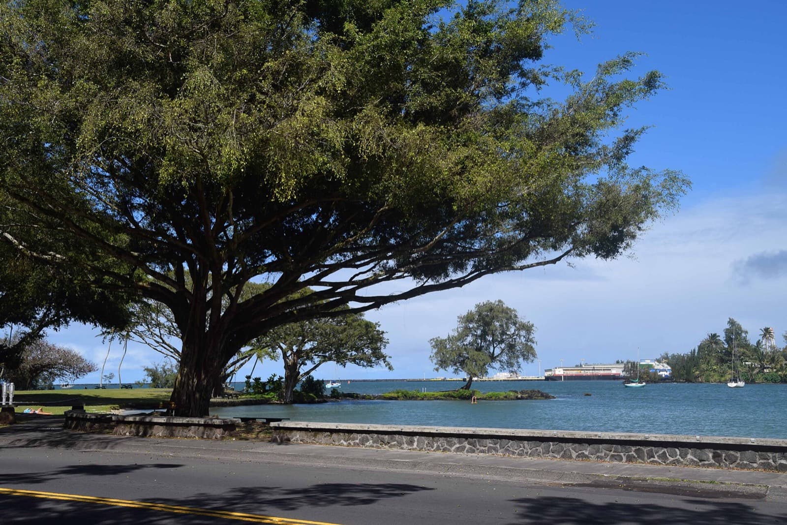 Hawai'i Bird Conservation Marathon: banyan trees and hilo bay along banyan drive, where the runner shuttles leave