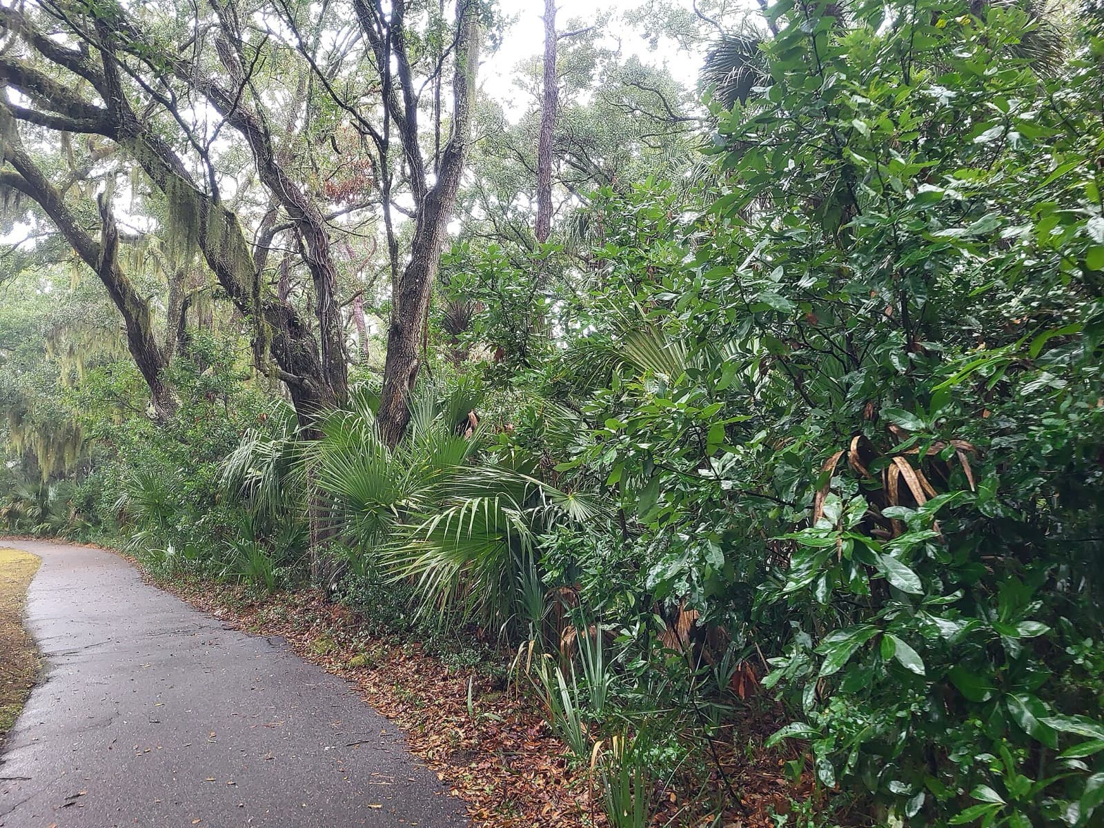 Kiawah Island Marathon: paved path under live oaks and palmettos on kiawah island, the kind of shaded road the marathon uses