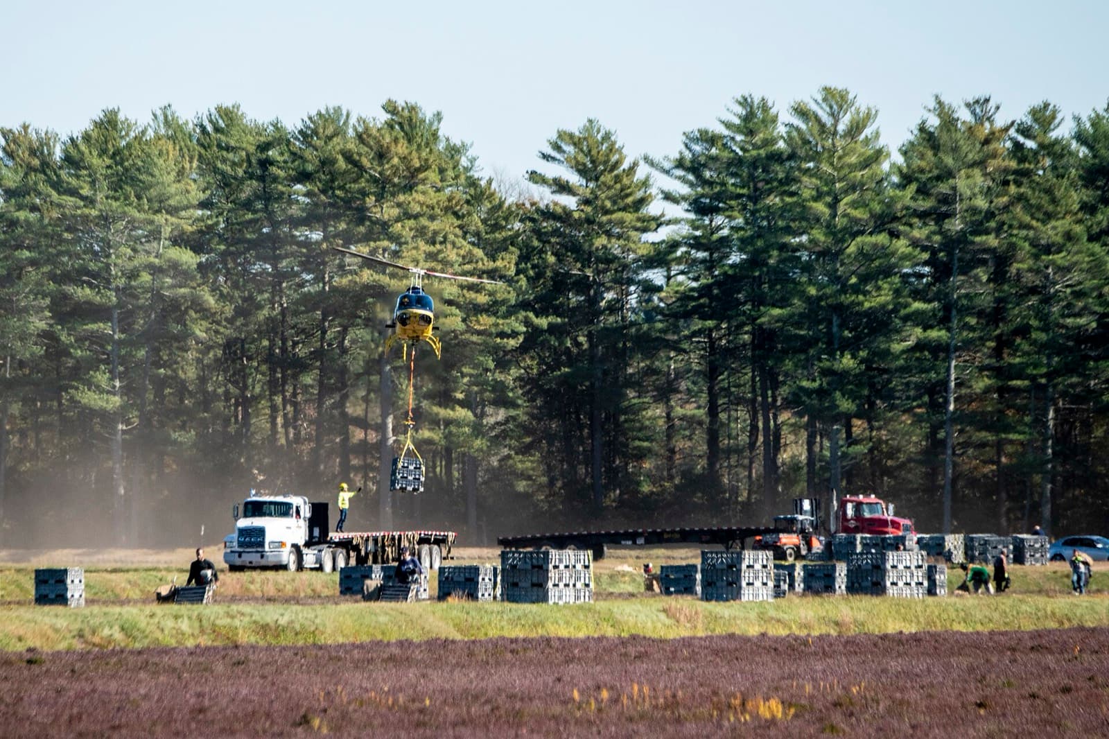 The Harvest Triathlon: commercial cranberry bog harvest in carver, massachusetts, near wareham
