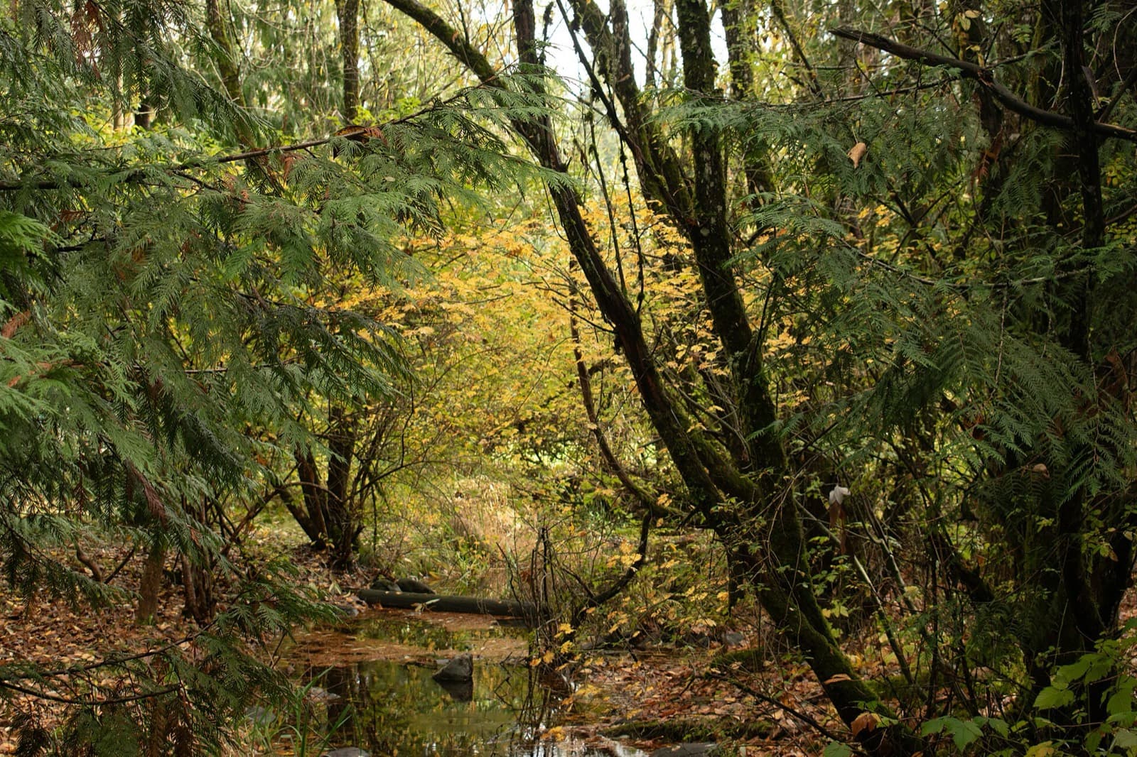 Lake Wilderness Triathlon (Multisport Festival): wooded creek and autumn foliage in lake wilderness park