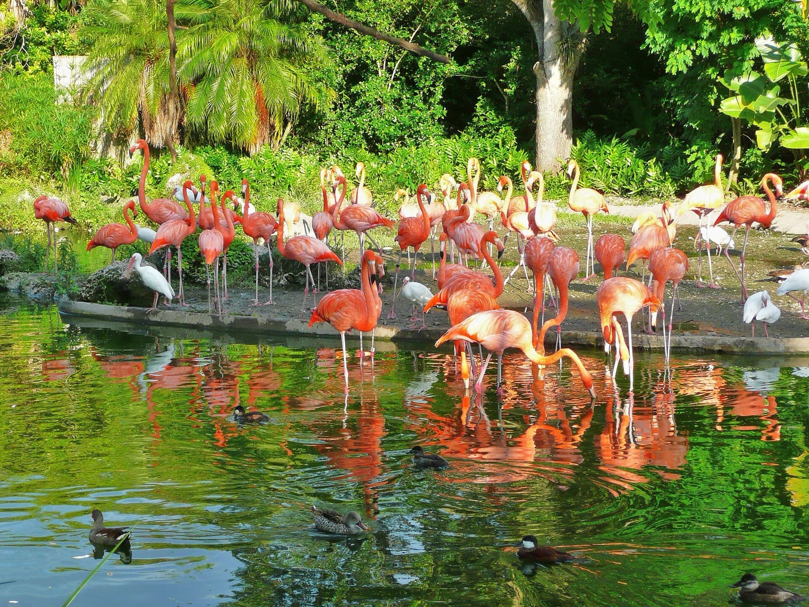 Miami Man Triathlon: flamingos at zoo miami, which the run passes through