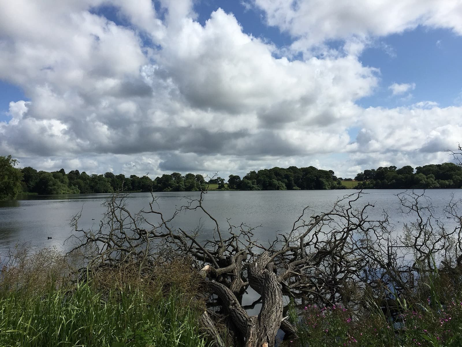Shropshire Triathlon (Ellesmere): the mere from cremorne gardens, ellesmere