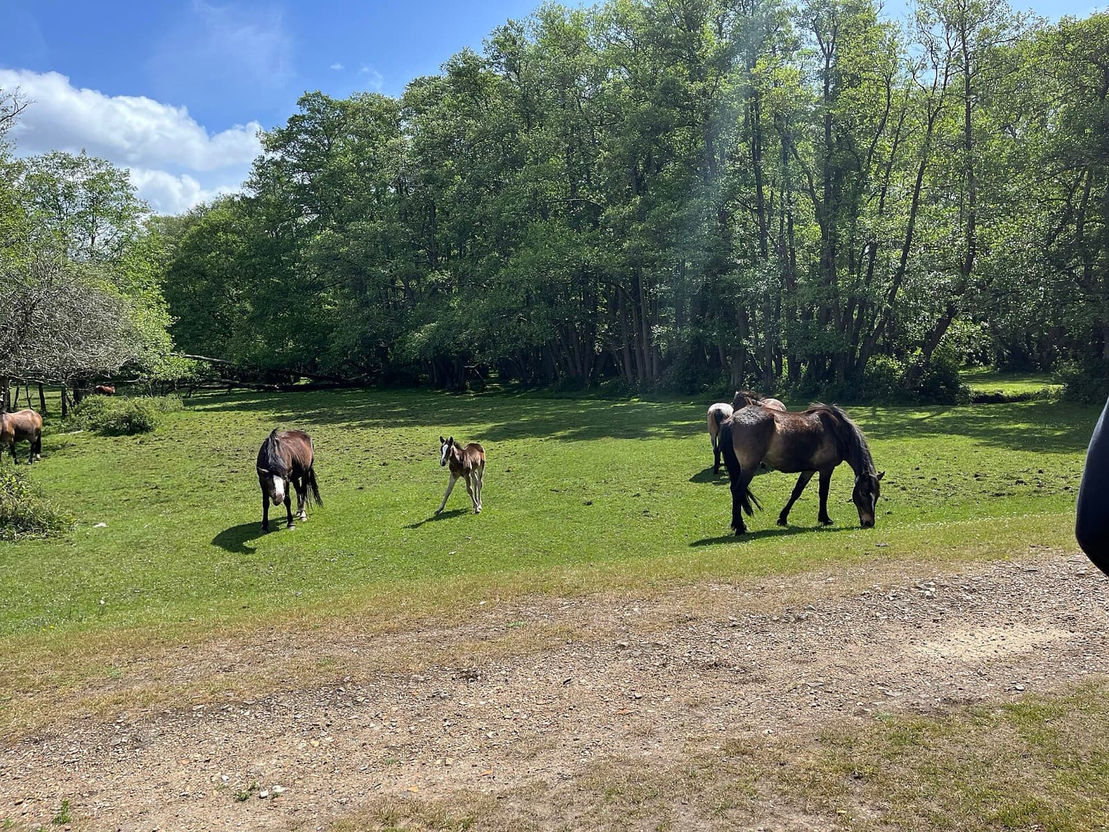 New Forest Triathlon (Challenging Events): new forest ponies (bike route country)