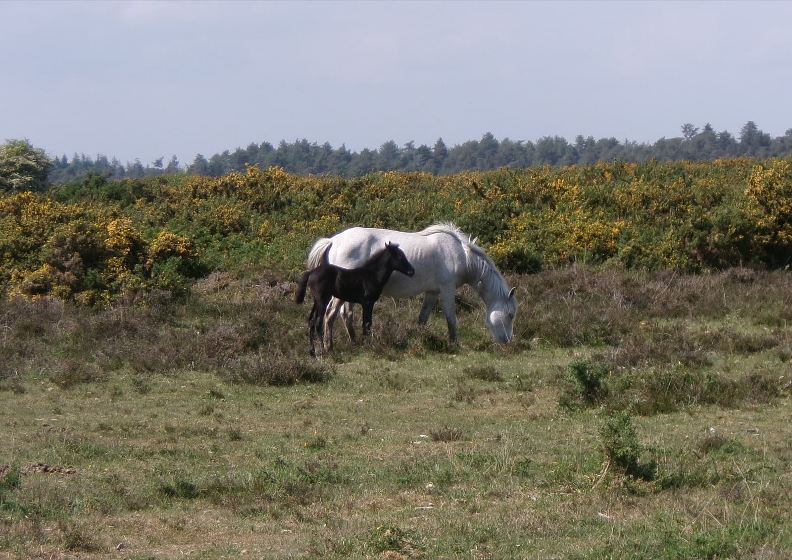 Southampton Fast Twitch Triathlon: new forest ponies on beaulieu heath, on the bike course area