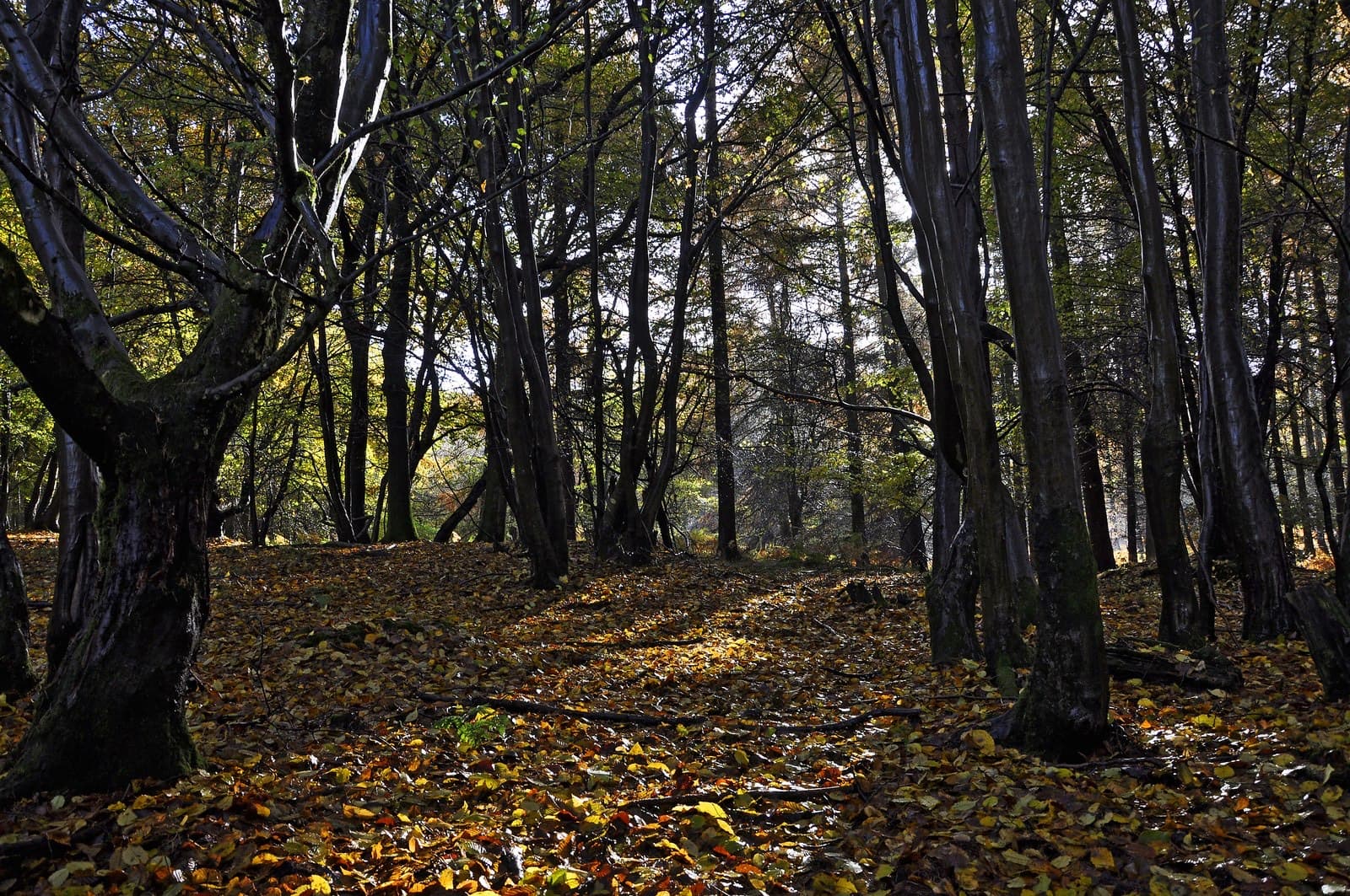The Last Tri Lydney: forest of dean in autumn, the area the bike course rides through