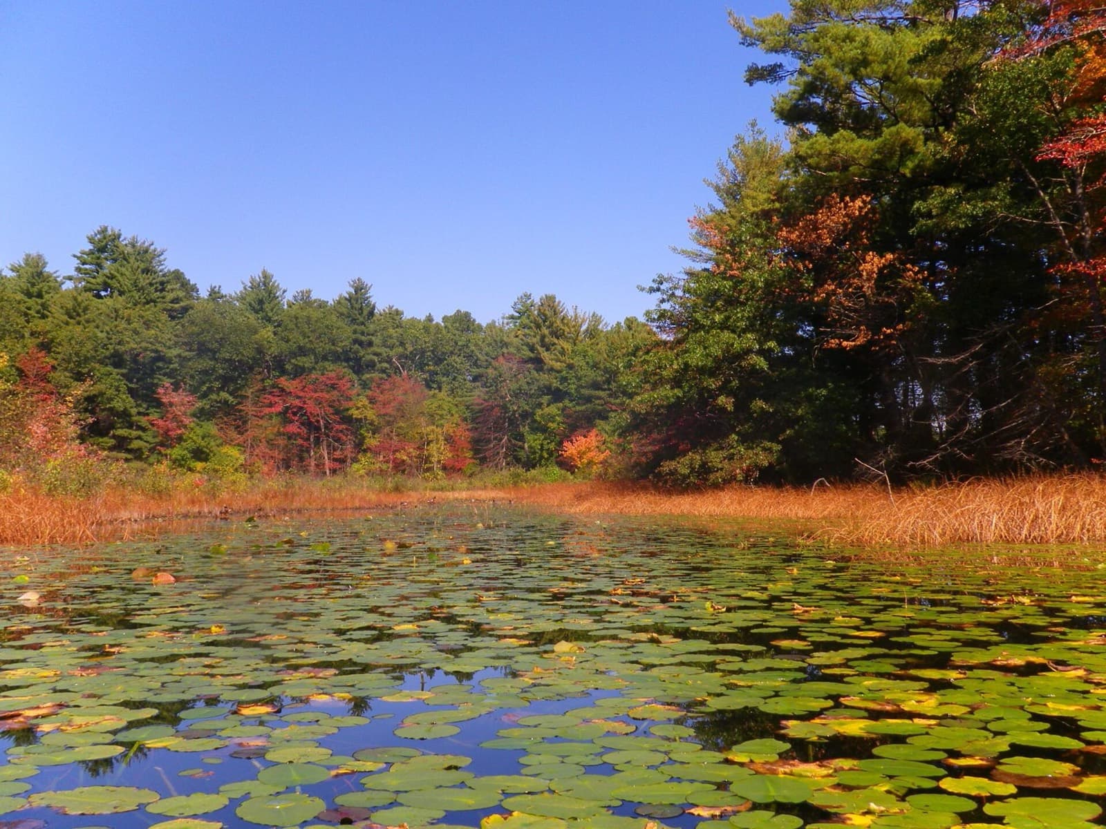 Tri for Jimmy: hampton ponds state park, westfield (race venue)