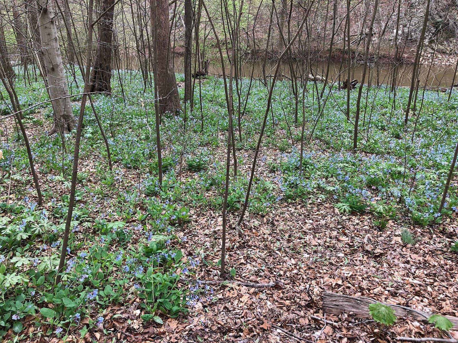 Bull Run Run 50 Mile: virginia bluebells beside bull run on the bull run-occoquan trail at hemlock overlook