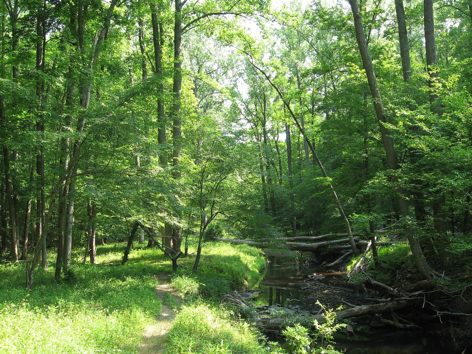 Devil Dog Ultras 100 Mile: north valley trail beside quantico creek, prince william forest park