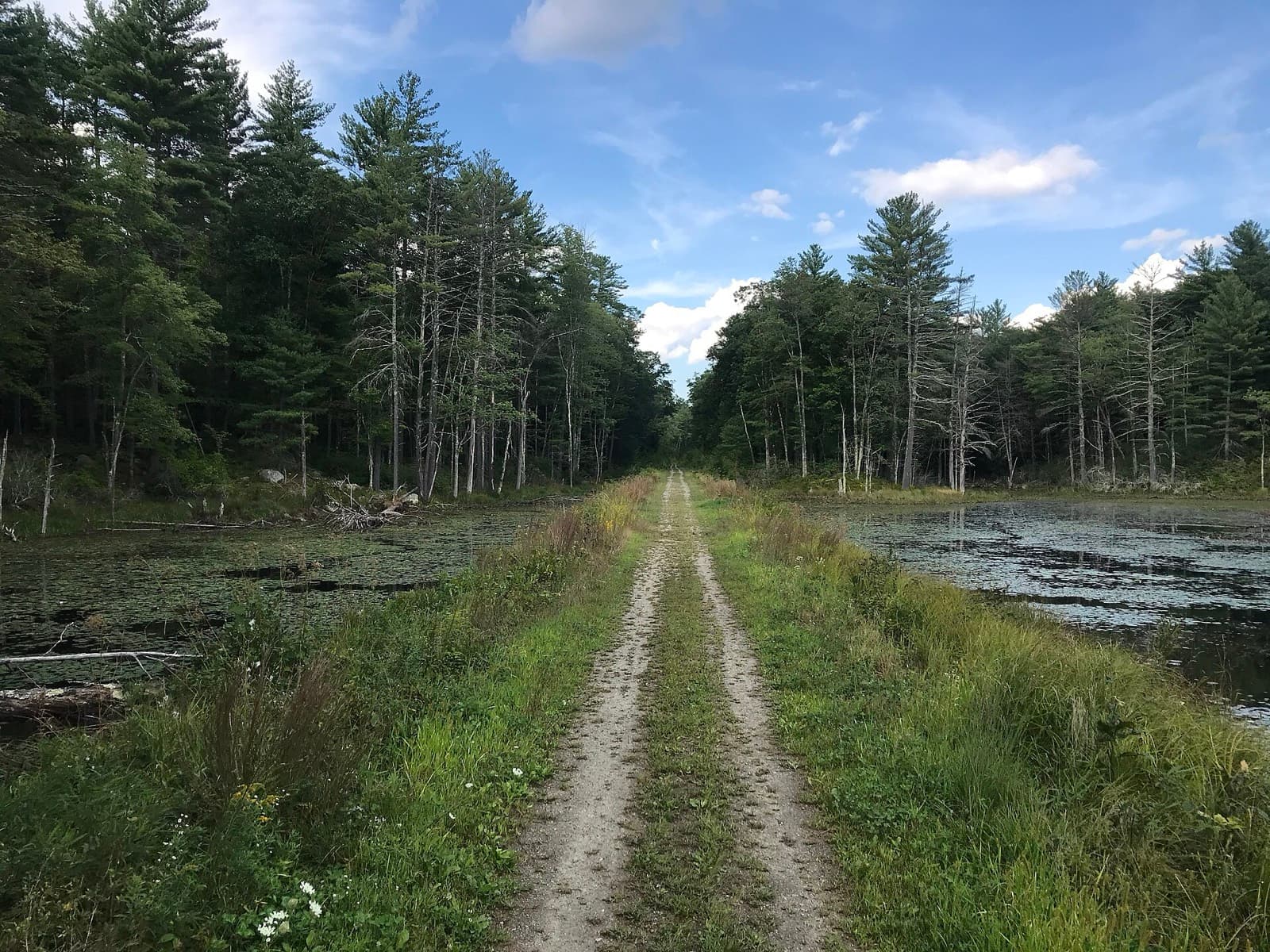 Ghost Train Rail Trail Race, 30-Hour Ultramarathon (100 mi mark): brookline rail trail near camp tevya, wide flat railbed through pines and wetlands