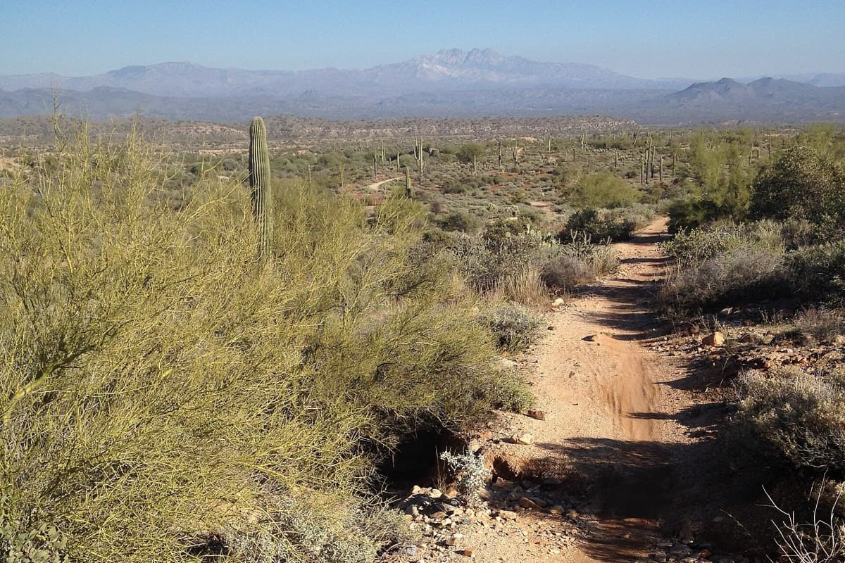 Javelina Jundred 100 Mile: pemberton trail in mcdowell mountain regional park with four peaks on the horizon (course trail) (image cropped to landscape from the original portrait frame)