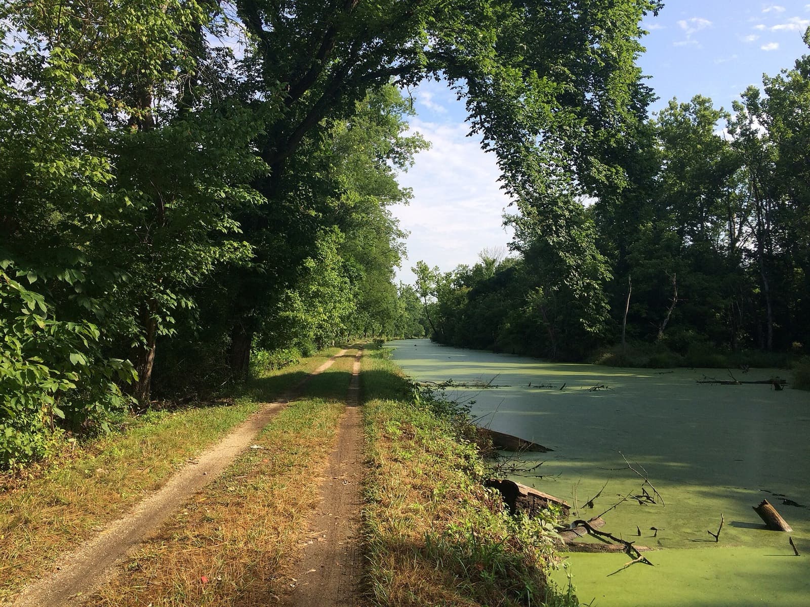 JFK 50 Mile: c&o canal towpath in maryland under overhanging trees