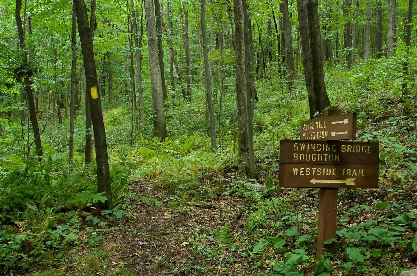 Oil Creek 100 Trail Runs (100 Mile): yellow-blazed gerard hiking trail with direction signs in oil creek state park