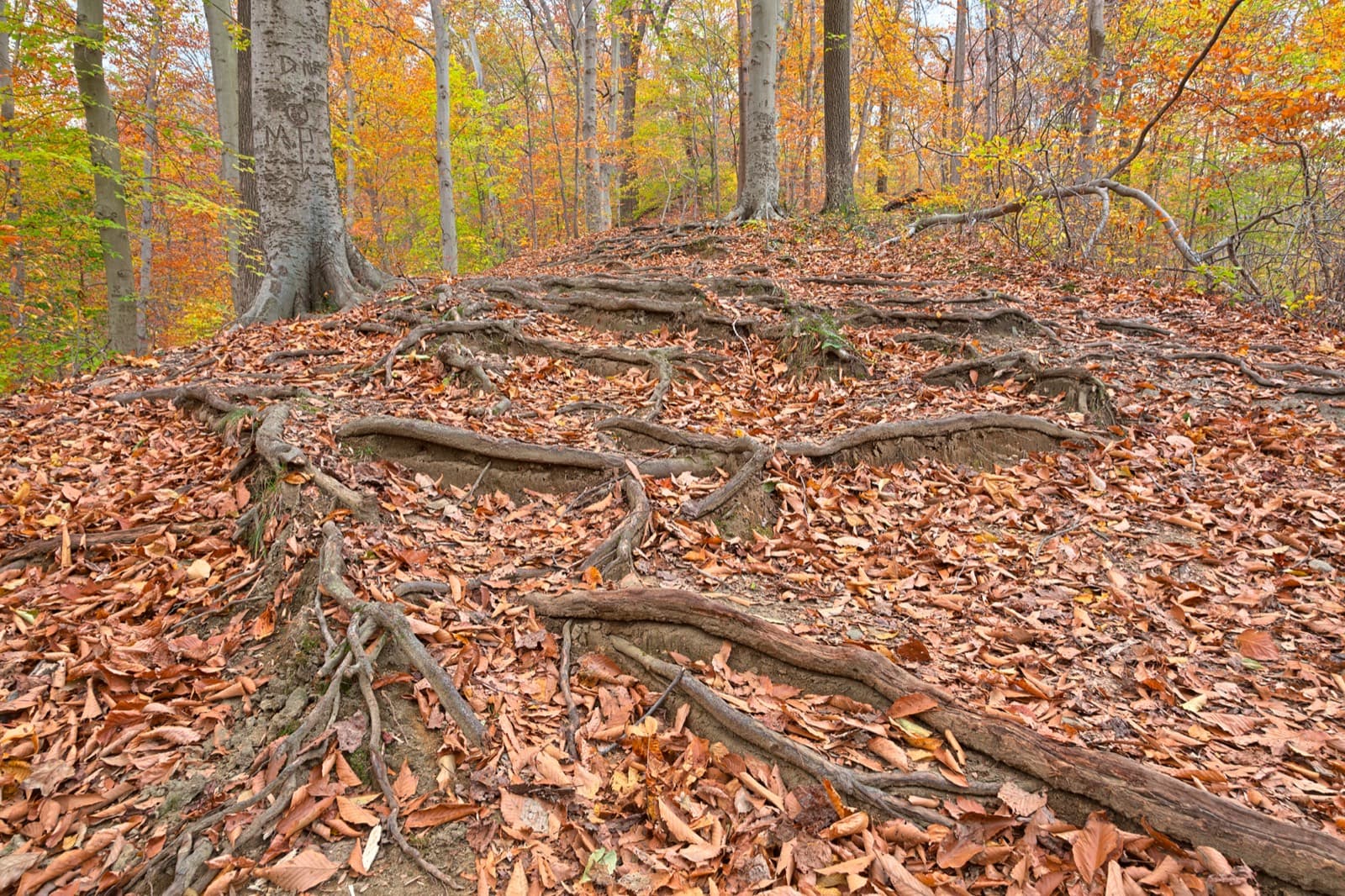 Patapsco Valley 50K: root-laced trail in autumn, avalon area, patapsco valley state park