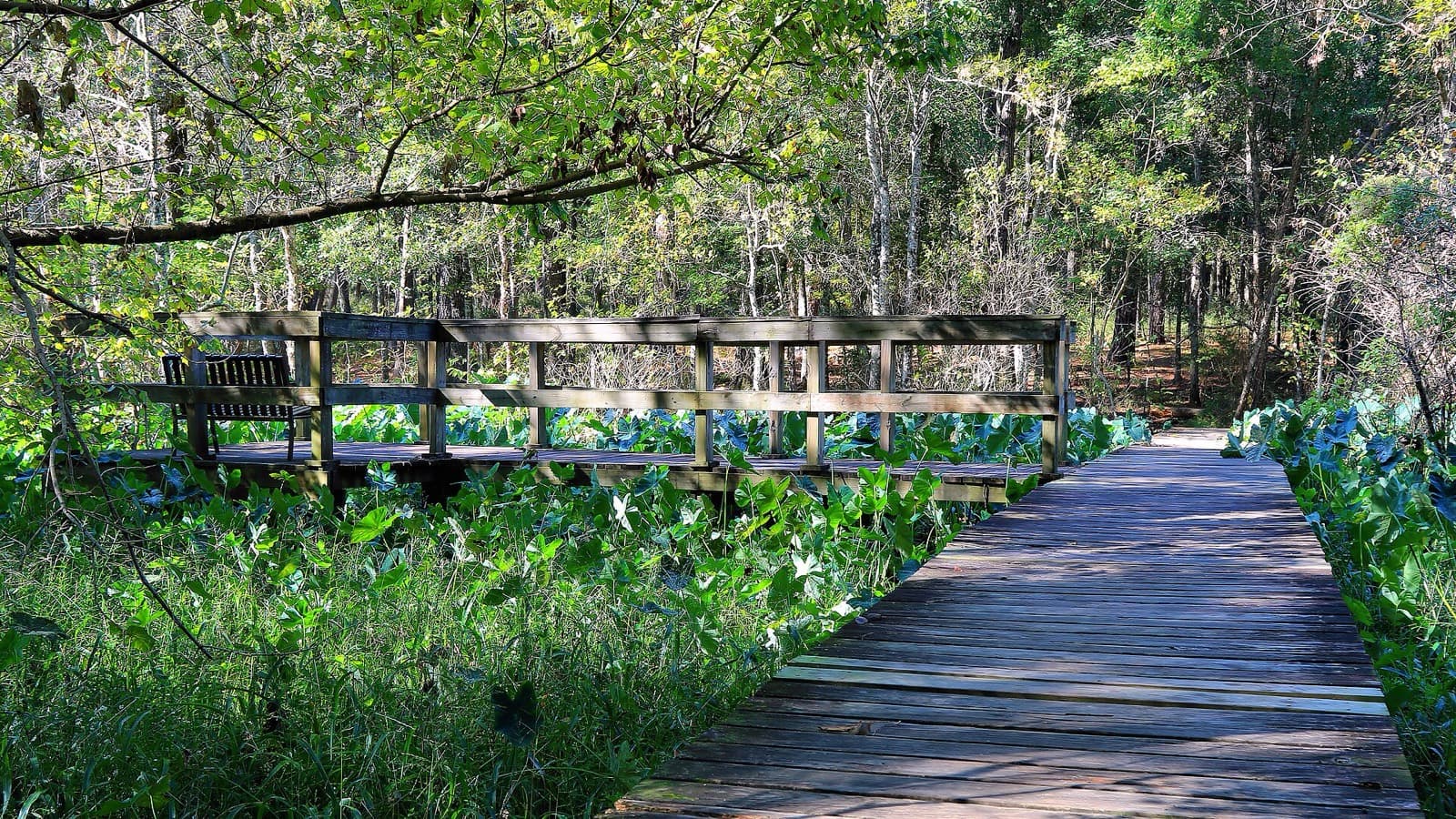 Rocky Raccoon 100 Endurance Trail Race: boardwalk through the woods in huntsville state park (wooden bridges and boardwalks feature on the course)