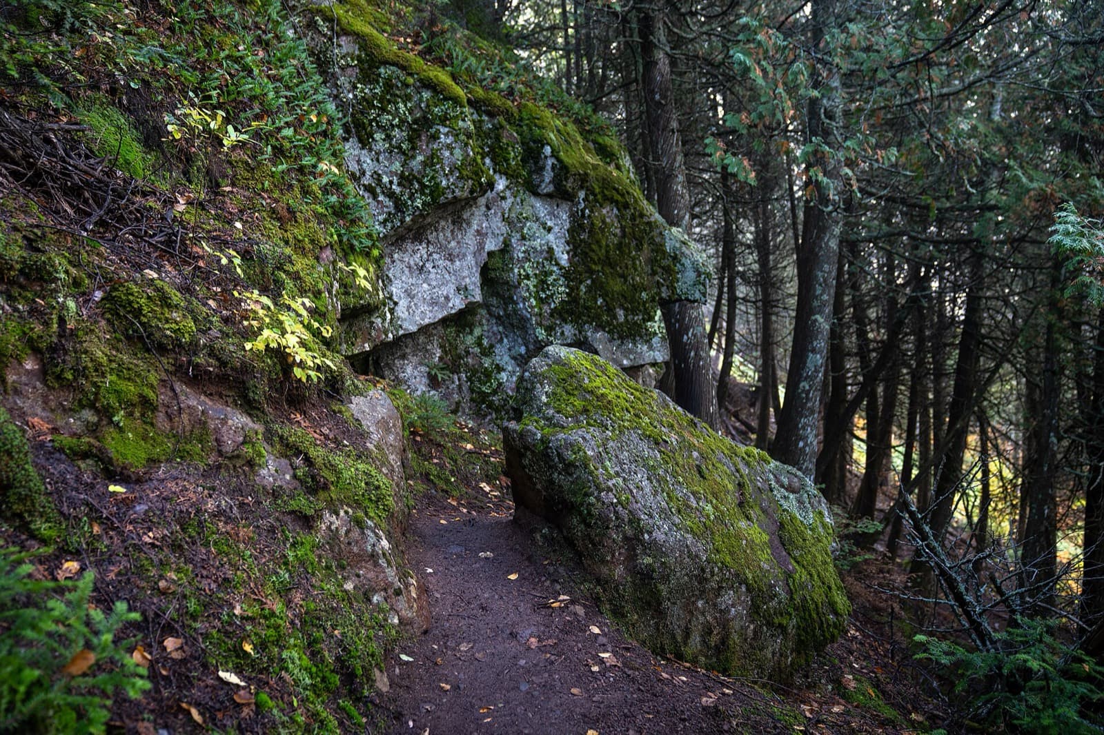 Superior 100 Mile (Superior Fall Trail Race): superior hiking trail spur at lutsen mountain, mossy boulders on rooty single-track near the finish